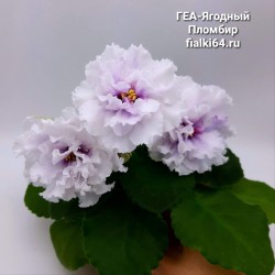 ГЕА-Фруктовый Пломбир